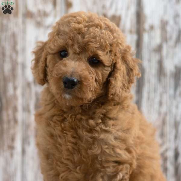 Krista, Mini Labradoodle Puppy
